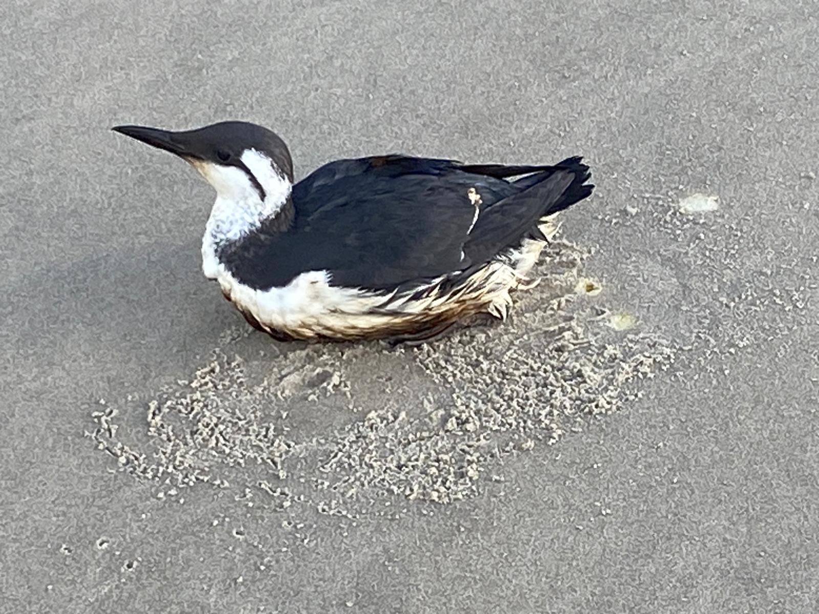 Olievogels op Noordzeekust Texel en Noord-Holland