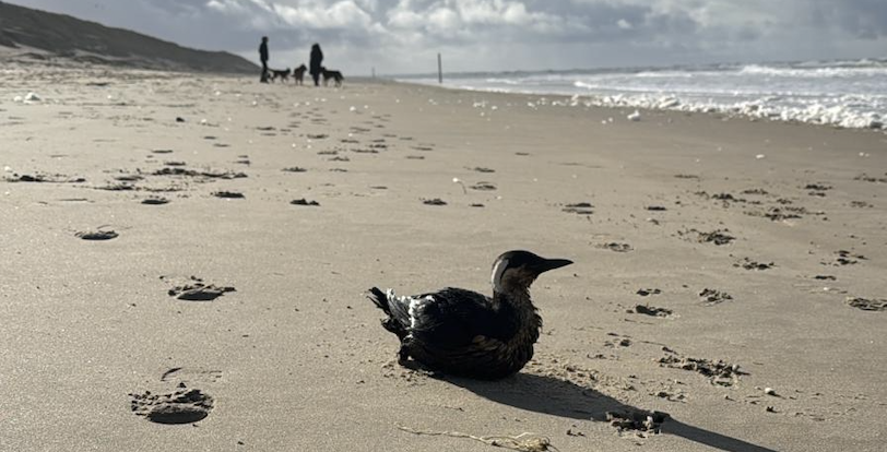 Stand van zaken aanspoelende olievogels
