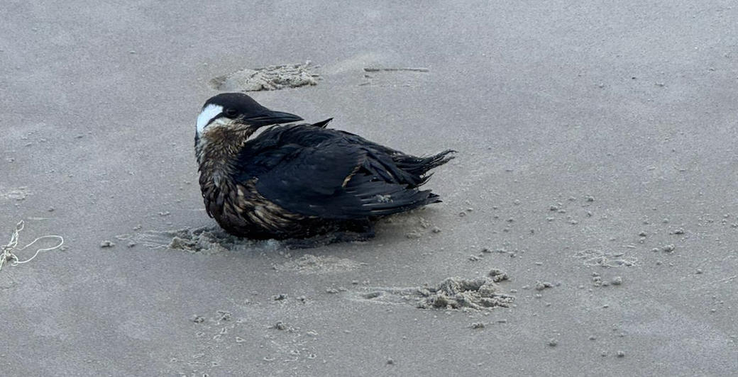 Update olievogels 30 oktober 2025