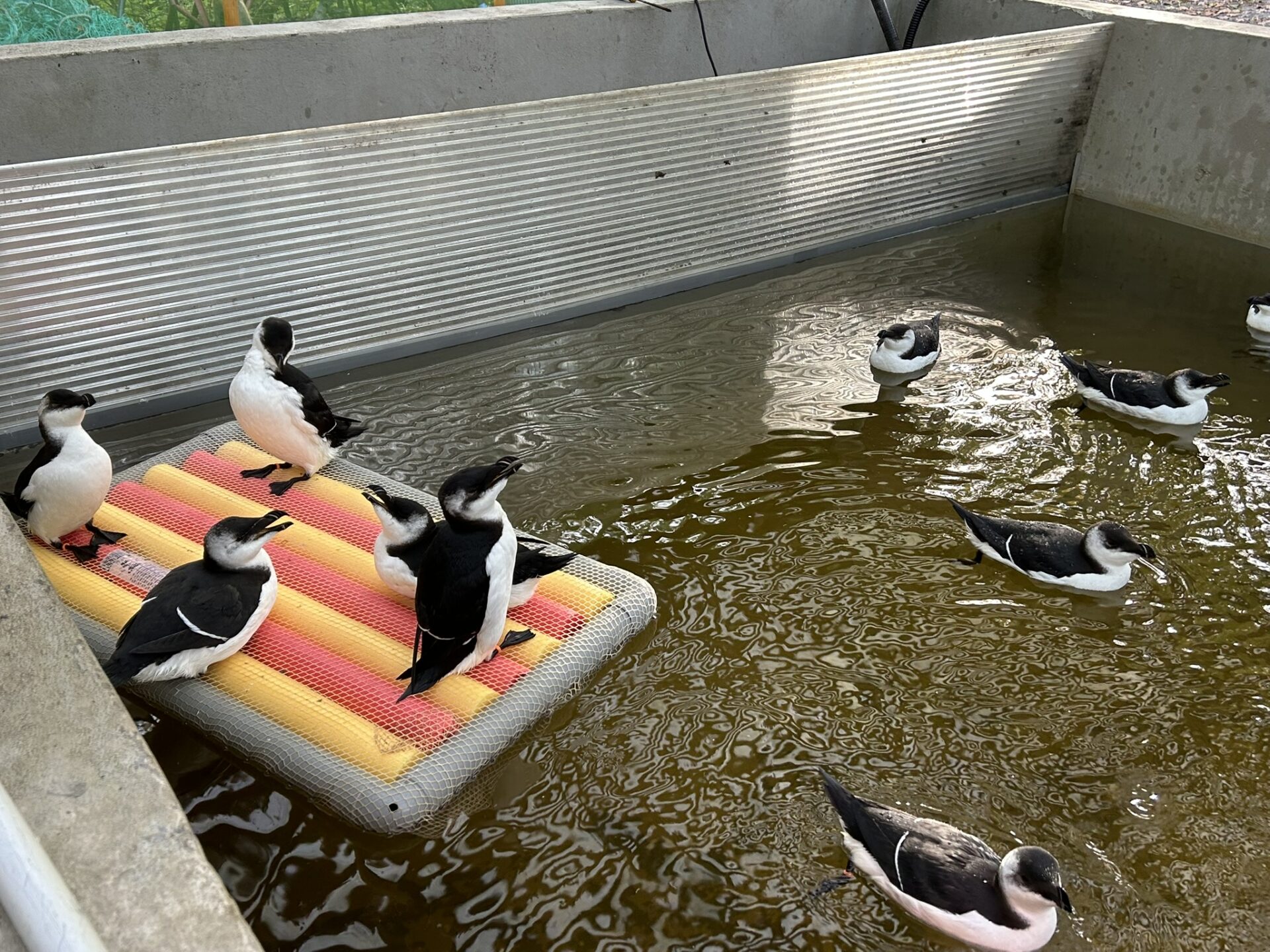 Schone vogels op de zwembaden