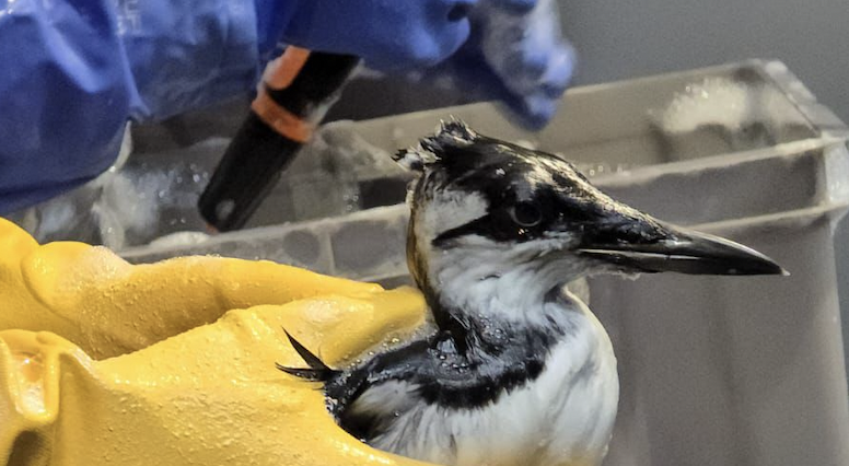 Wassen olievogels begonnen